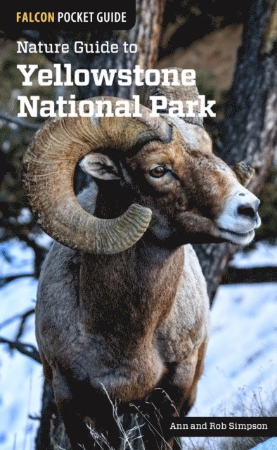 Rob Simpson, Ann Simpson - Nature Guide to Yellowstone National Park, E-bok