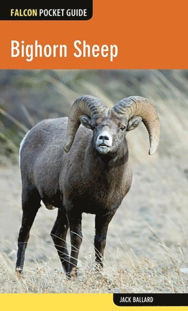 Jack Ballard - Bighorn Sheep, E-bok