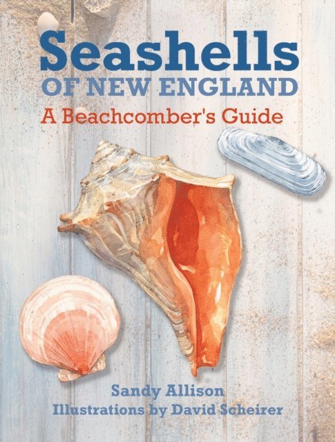 Sandy Allison - Seashells of New England, E-bok