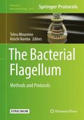Bacterial Flagellum