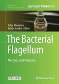 The Bacterial Flagellum