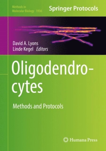 Linde Kegel, David A. Lyons - Oligodendrocytes, E-bok