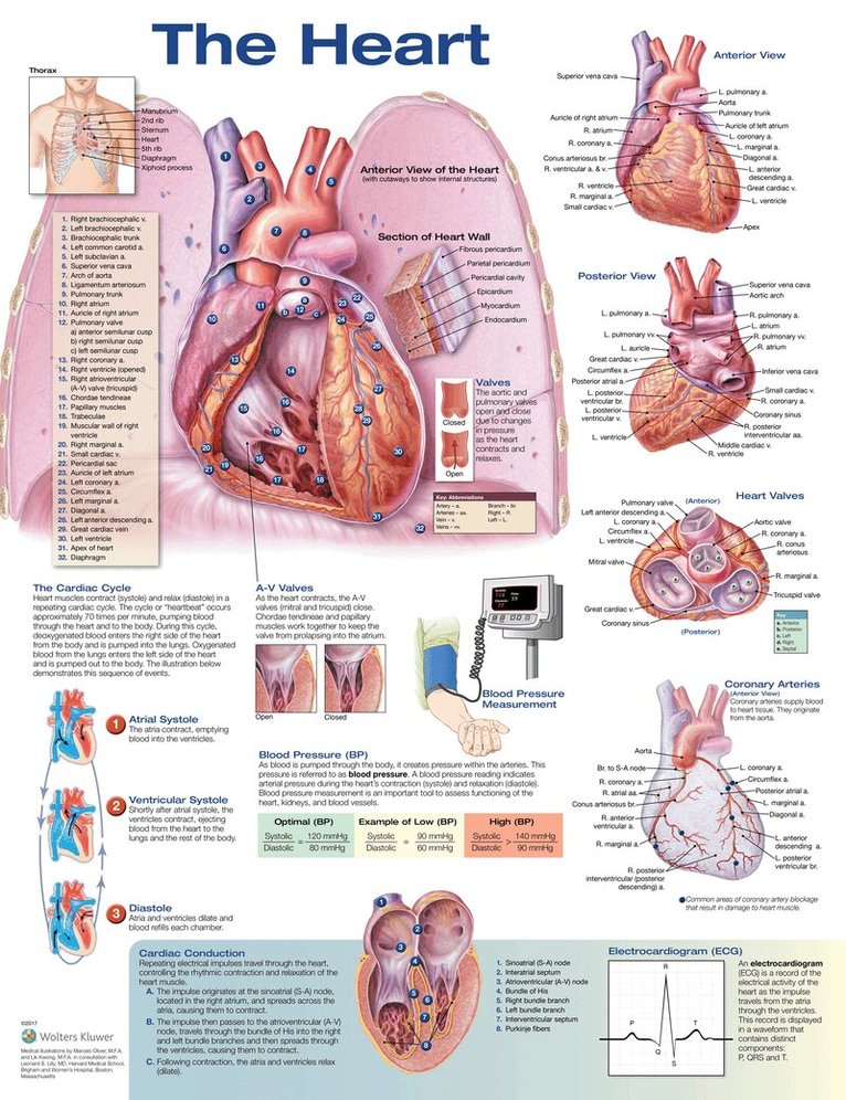 Heart Anatomical Chart, Övrigt