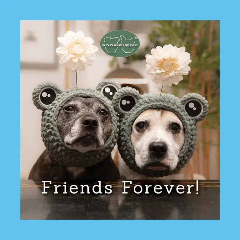 Jani Oja - Sookie and Ivy Friends Forever!, Inbunden. Tillgänglighet: Lägg i varukorg