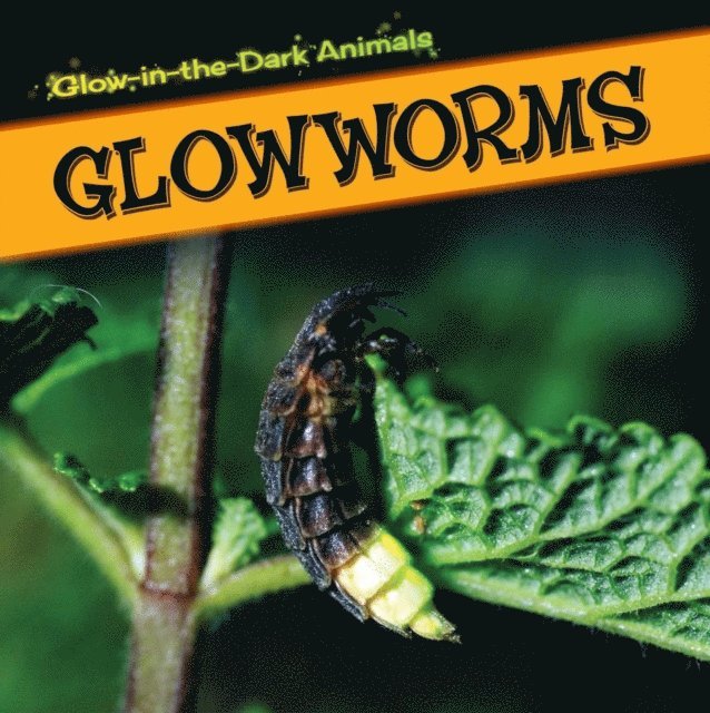 Glowworms