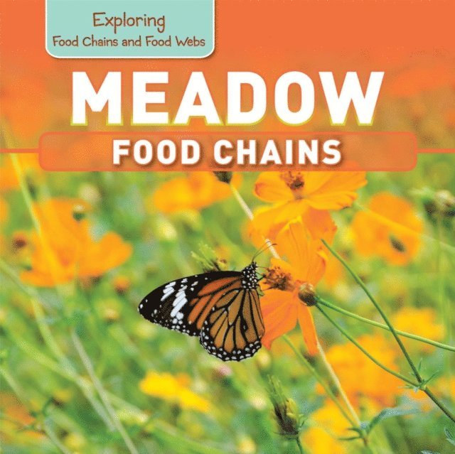Meadow Food Chains