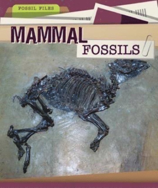 Danielle Haynes - Mammal Fossils, E-bok
