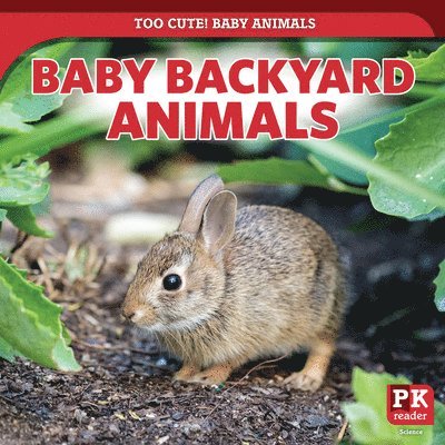 Rachael Morlock - Baby Backyard Animals, Häftad