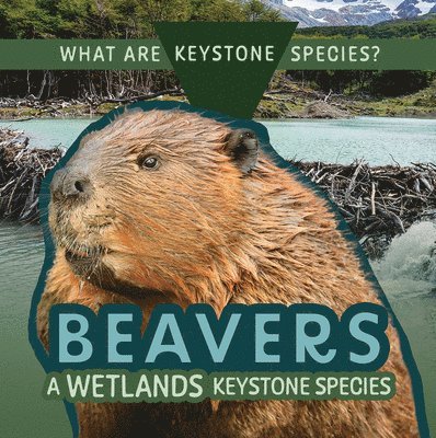 Kathleen A. Klatte - Beavers: A Wetlands Keystone Species, Inbunden. Tillgänglighet: Lägg i varukorg