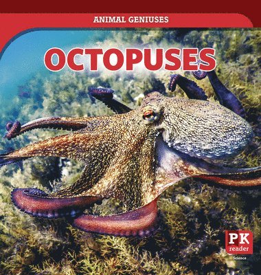 Theresa Emminizer - Octopuses, Häftad. Tillgänglighet: Lägg i varukorg