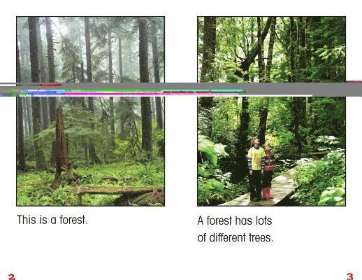 Penelope Santos - All about Forests, Häftad