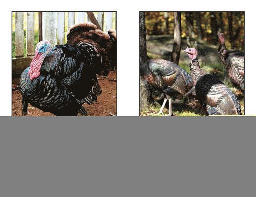 Denzel T. Carter - All about Turkeys, Häftad. Tillgänglighet: Lägg i varukorg