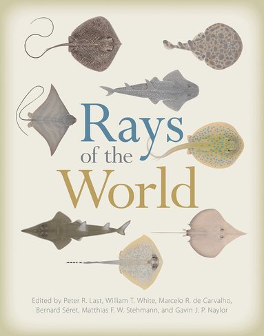 Rays of the World by Peter Last, William T White, Marcelo R de Carvalho, Bernard Séret, Matthias F W Stehmann