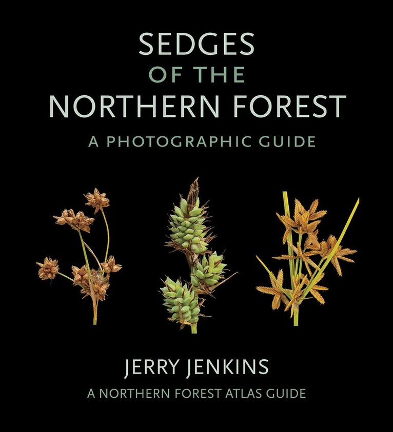 Jerry Jenkins - Sedges of the Northern Forest, Häftad