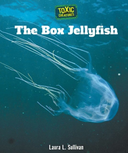 Box Jellyfish