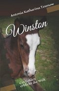 Winston: Ein Fohlen erblickt die Welt