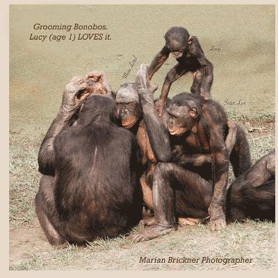 Marian Brickner - Grooming bonobos: Lucy (age 1) LOVES it, Häftad. Tillgänglighet: Lägg i varukorg