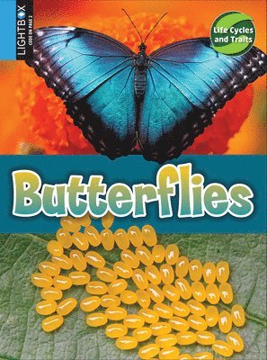 Kimberly M. Hutmacher - Butterflies, Inbunden