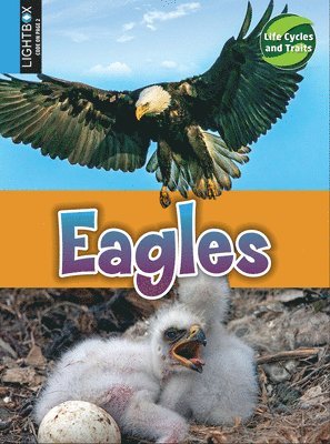 Kimberly M. Hutmacher - Eagles, Inbunden