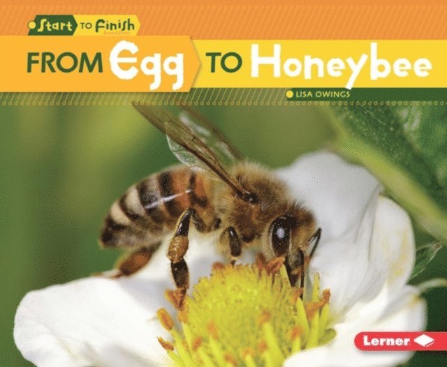 Lisa Owings - From Egg to Honeybee, E-bok