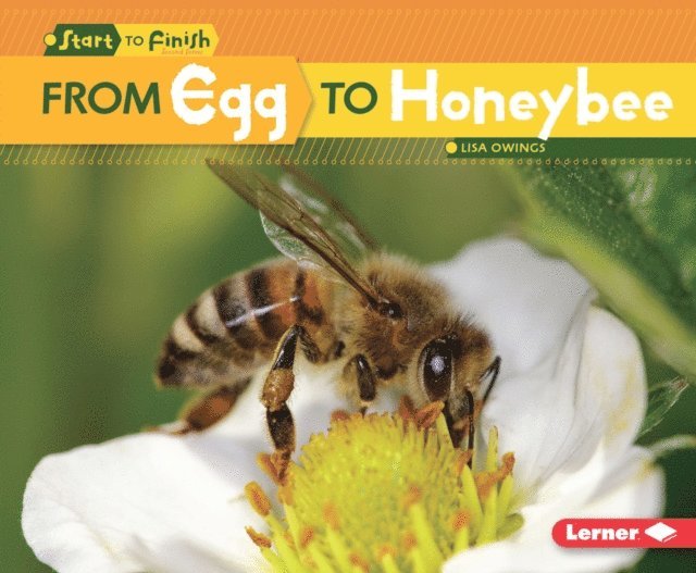 Lisa Owings - From Egg to Honeybee, E-bok