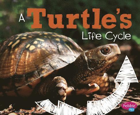 Mary R. Dunn - A Turtle's Life Cycle, Häftad. Tillgänglighet: Lägg i varukorg