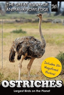 M Martin - Ostriches, Häftad. Tillgänglighet: Lägg i varukorg