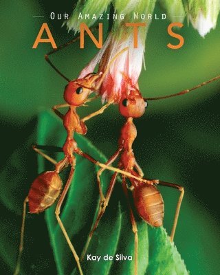 Kay De Silva - Ants: Amazing Pictures & Fun Facts on Animals in Nature, Häftad. Tillgänglighet: Lägg i varukorg