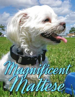 Ironpower Publishing - Magnificent Maltese, Häftad. Tillgänglighet: Lägg i varukorg