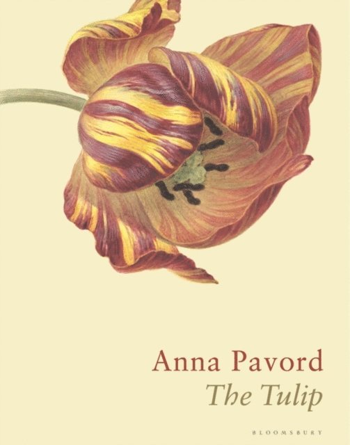 Anna Pavord - Tulip, E-bok