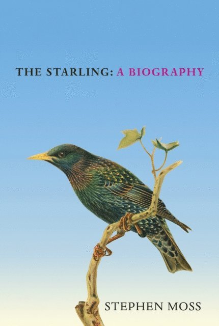 Stephen Moss - Starling, E-bok
