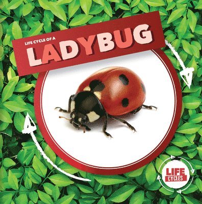 Kirsty Holmes - Life Cycle of a Ladybug, Häftad