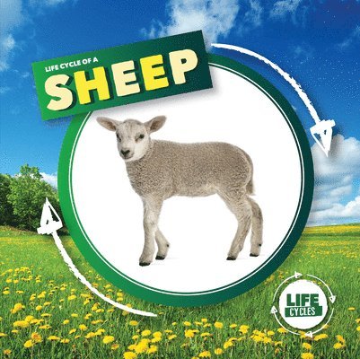 Kirsty Holmes - Life Cycle of a Sheep, Häftad