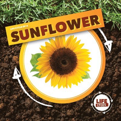 Kirsty Holmes - Life Cycle of a Sunflower, Häftad
