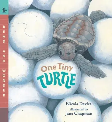 Nicola Davies - One Tiny Turtle: Read and Wonder, Häftad. Tillgänglighet: Lägg i varukorg