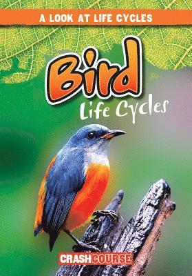 Bray Jacobson - Bird Life Cycles, Inbunden