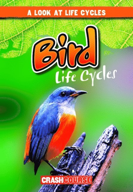 Bray Jacobson - Bird Life Cycles, E-bok