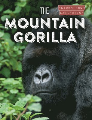 Leonard Clasky - The Mountain Gorilla, Inbunden
