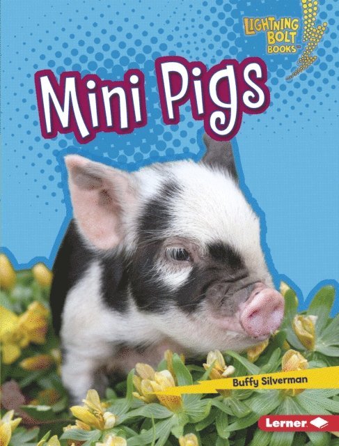 Mini Pigs