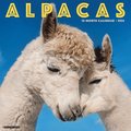 Alpacas 2026 12 X 12 Wall Calendar