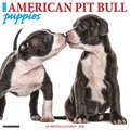 American Pit Bull Terrier Puppies 2026 12 X 12 Wall Calendar