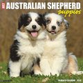 Australian Shepherd Puppies 2026 12 X 12 Wall Calendar