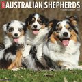Australian Shepherds 2026 12 X 12 Wall Calendar