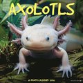 Axolotls 2026 12 X 12 Wall Calendar