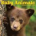Baby Animals 2026 12 X 12 Wall Calendar