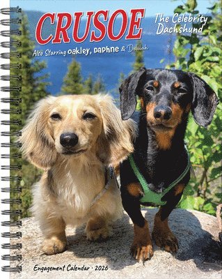 Crusoe the Celebrity Dachshund 2026 6.5 X 8.5 Engagement Calendar, Övrigt