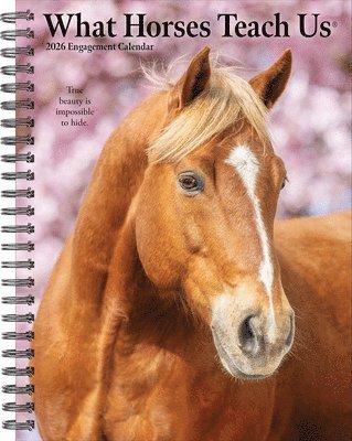 Willow Creek Press - What Horses Teach Us 2026 6.5 X 8.5 Engagement Calendar, Övrigt