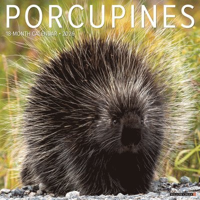 Willow Creek Press - Porcupines 12 X 12 Wall Calendar, Övrigt