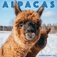 Willow Creek Press - Alpacas 2027 Wall, Övrigt. Tillgänglighet: Lägg i varukorg