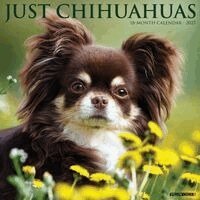 Willow Creek Press - Chihuahuas 2027 Wall, Övrigt